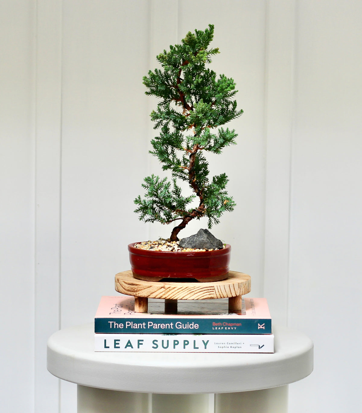 Bonsai - Juniper - Harrison - 30cm
