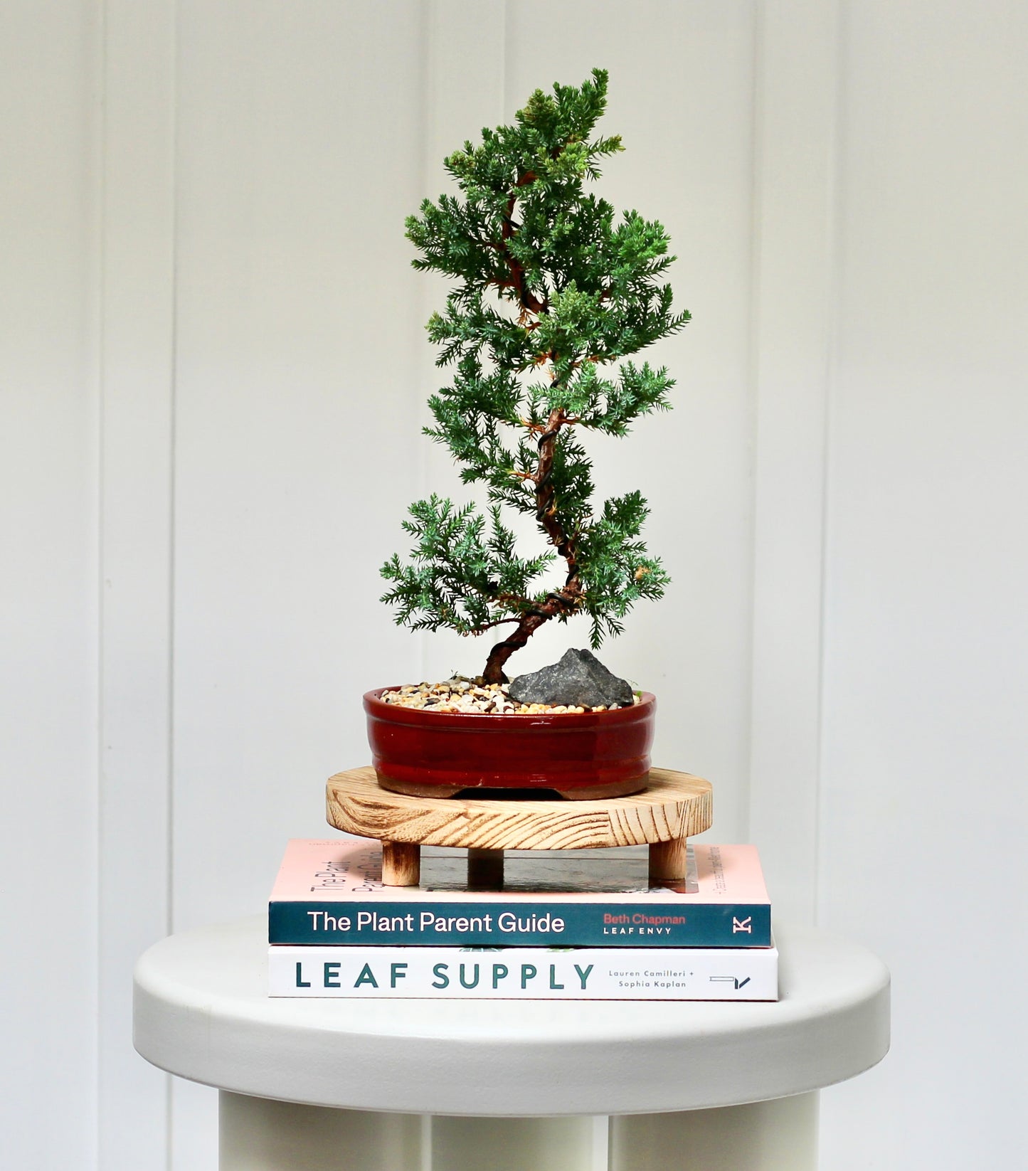 Bonsai - Juniper - Harrison - 30cm