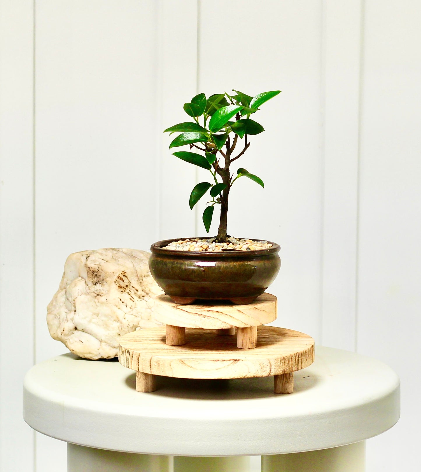 Bonsai - Port Jackson Fig - Winston - 20cm