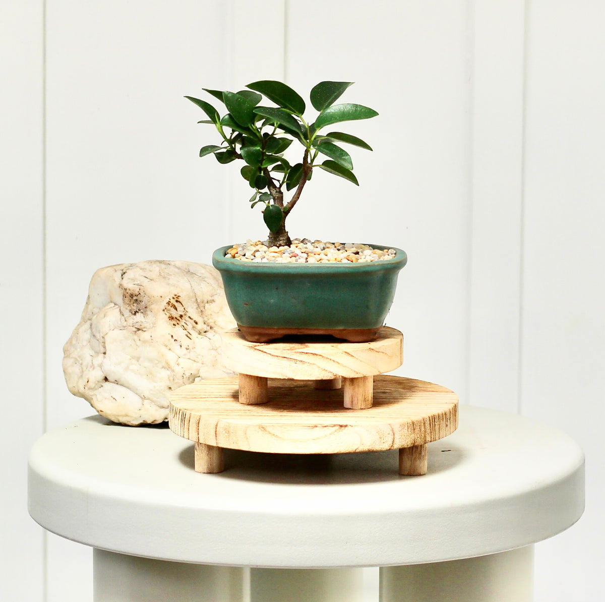 Bonsai - Crassula Ovata - Orla - 20cm