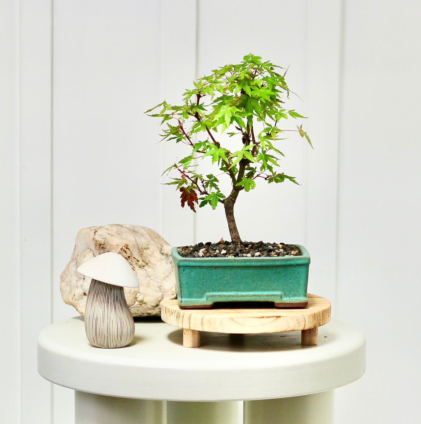 Bonsai - Maple - Lawrence - 28cm