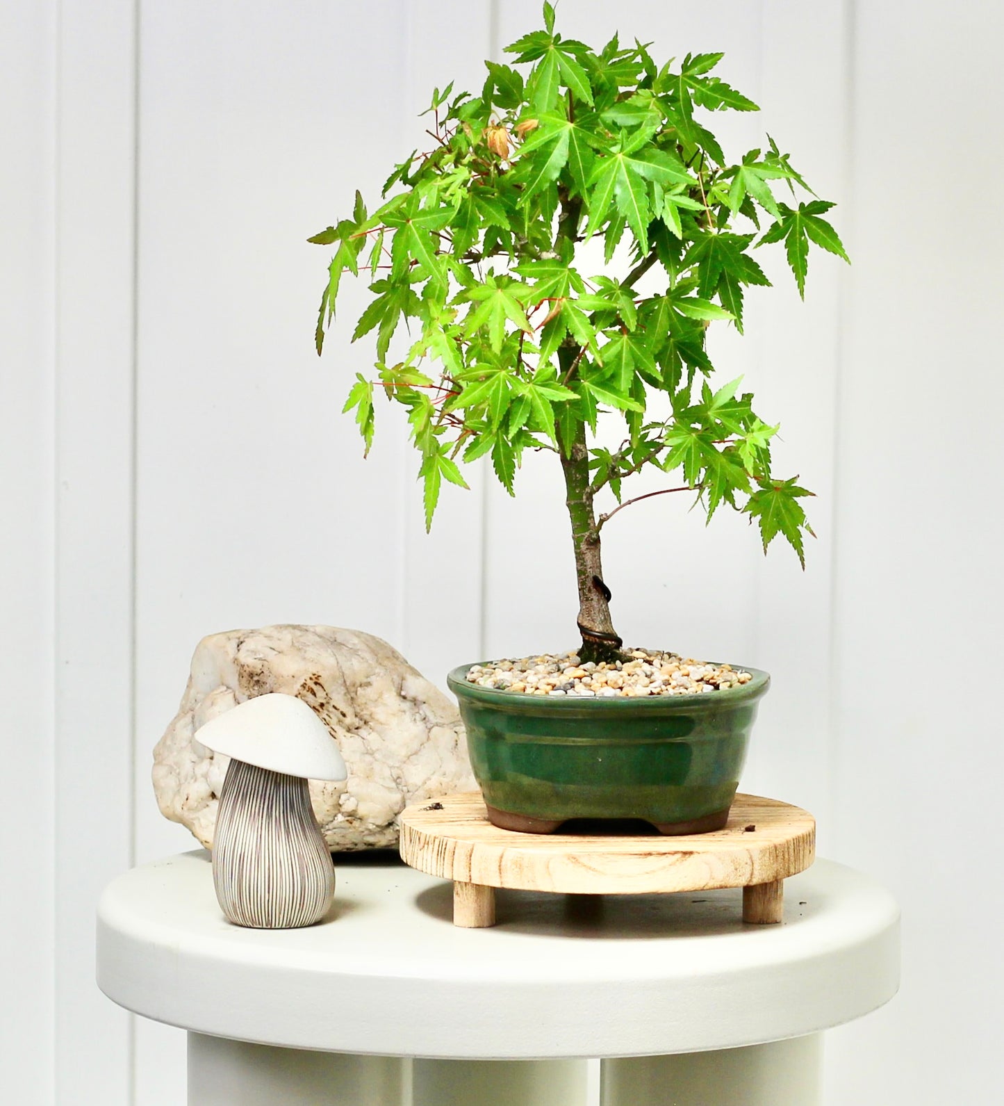 Bonsai - Maple - Roberta - 35cm