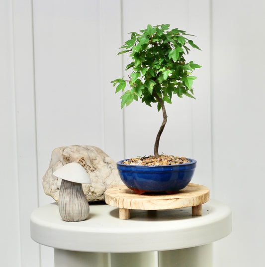 Bonsai - Maple - Arlo - 22cm