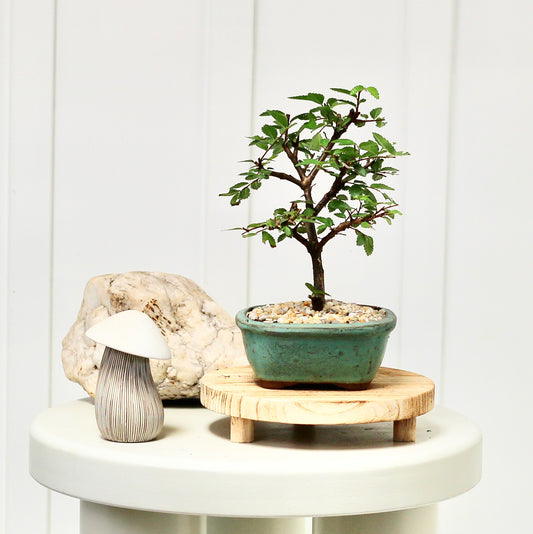 Bonsai - Cork Bark Chinese Elm - Leo - 20cm