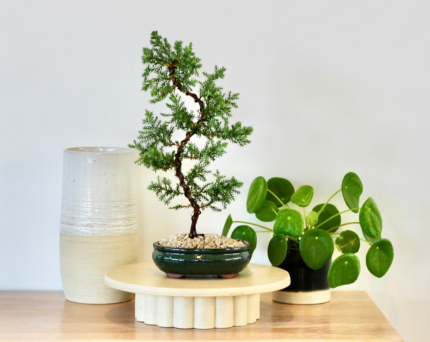 Bonsai - Juniper - Patsy - 36cm