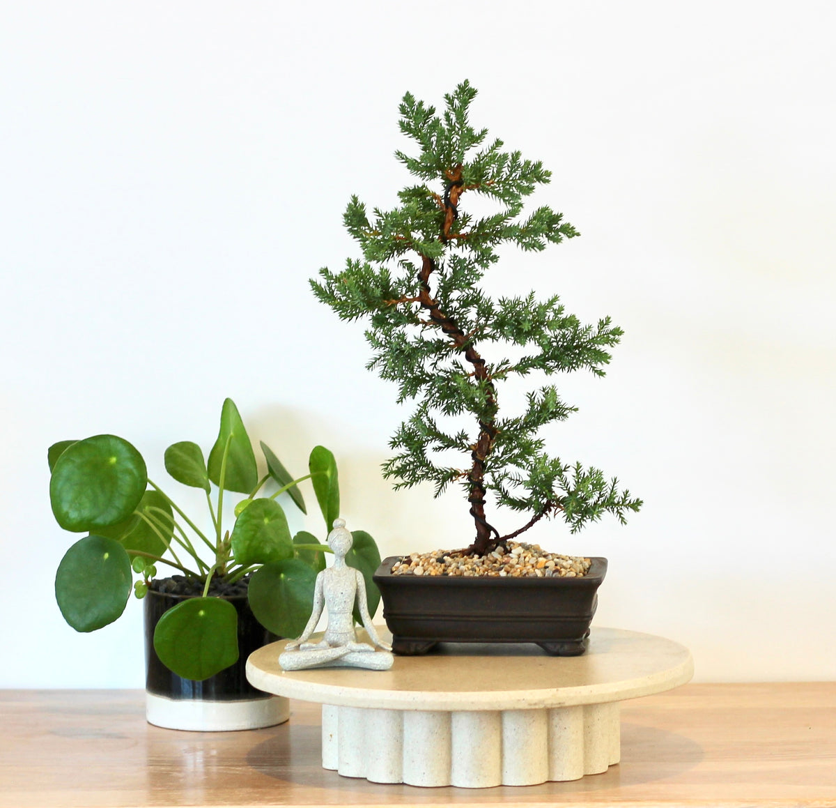 Bonsai - Juniper - Colin - 36cm
