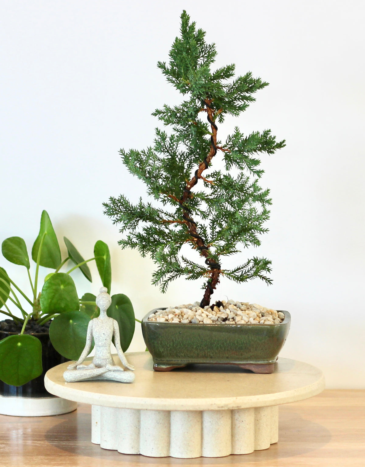 Bonsai - Juniper - Maree - 36cm