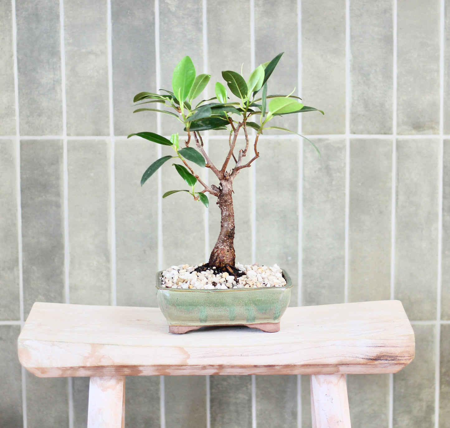 Bonsai - Port Jackson Fig - Annie - 26cm