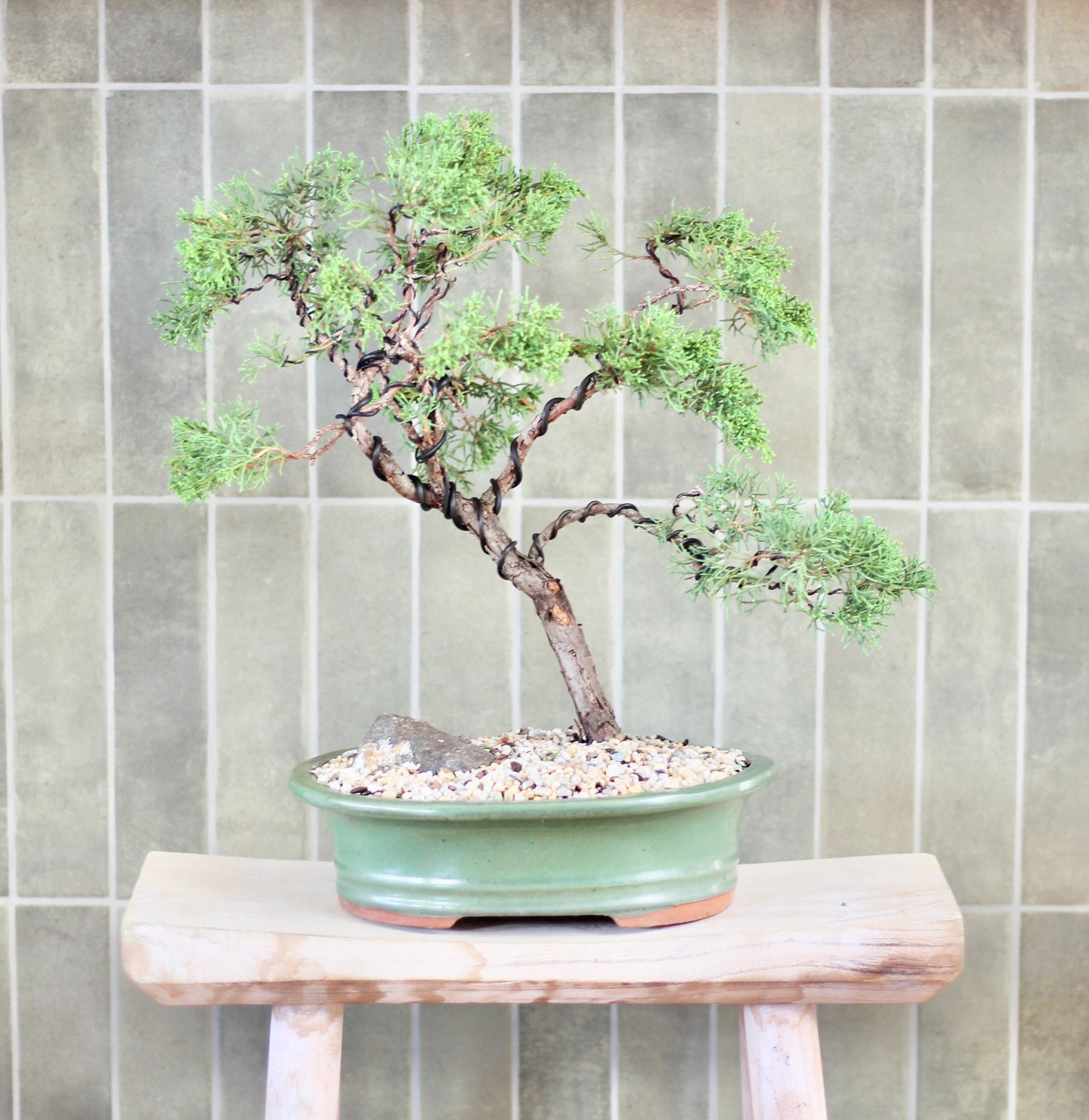 Bonsai - Juniper - Patty - 40cm