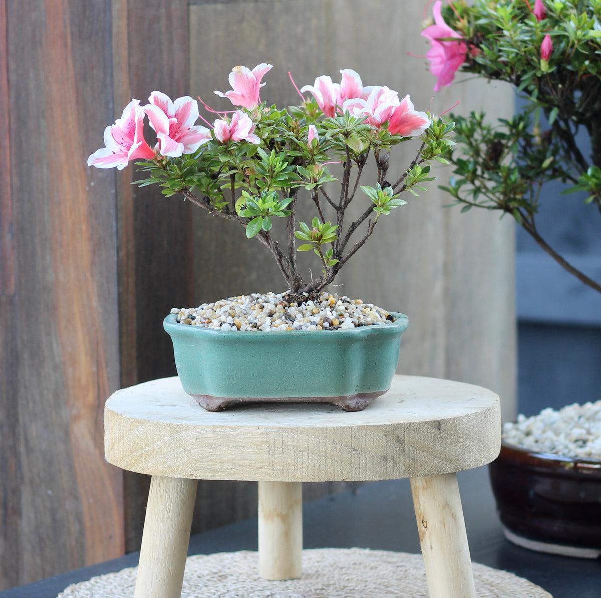 Bonsai - Azalea - Samuel - 34cm