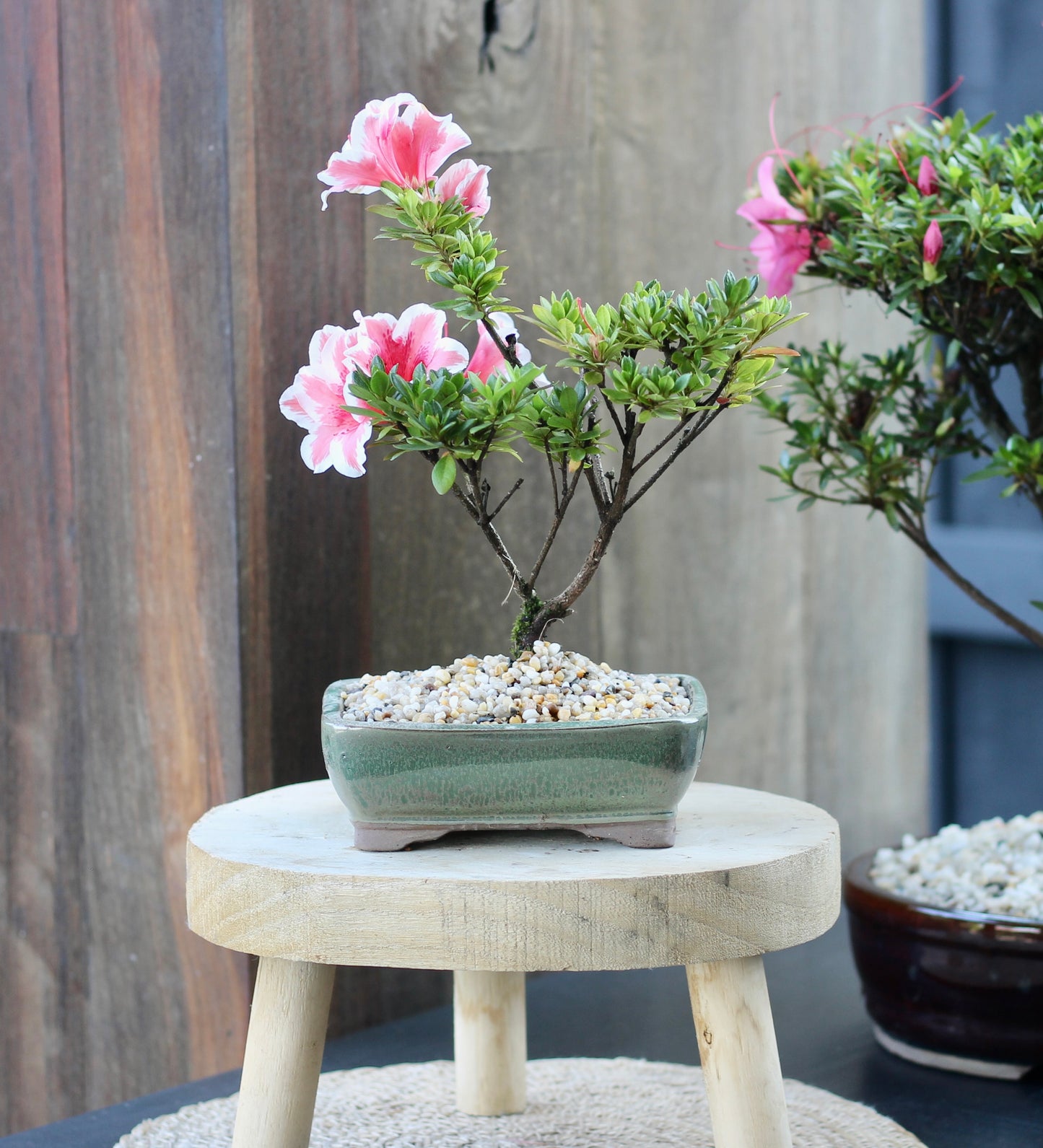 Bonsai - Azalea - Spencer - 34cm