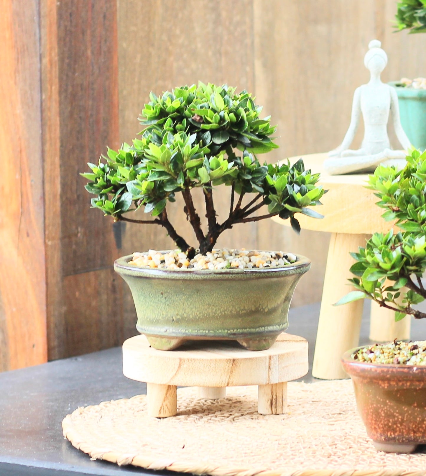 Bonsai - Azalea - Wyatt - 18cm