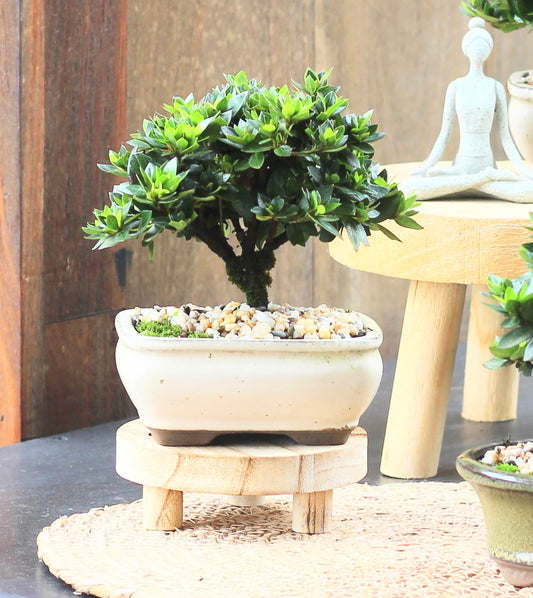 Bonsai - Azalea - Nathan - 18cm