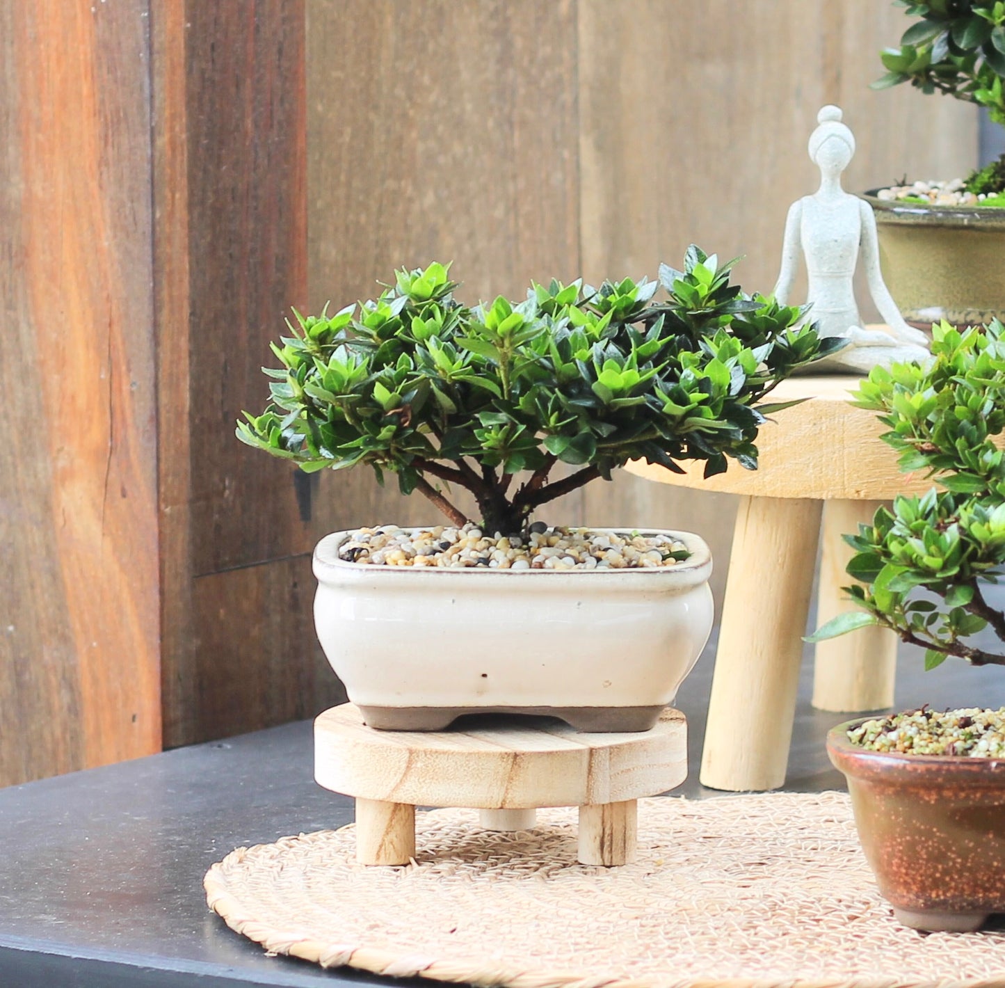 Bonsai - Azalea - Evie - 18cm