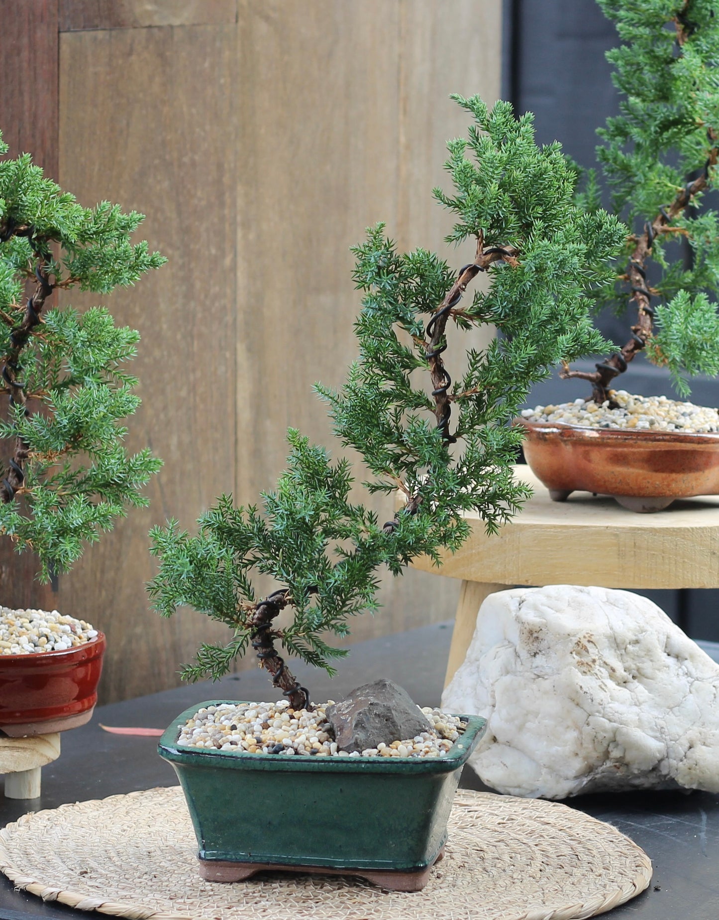 Bonsai - Juniper - Alice - 36cm