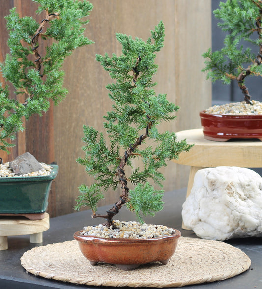 Bonsai - Juniper - Bianca - 36cm