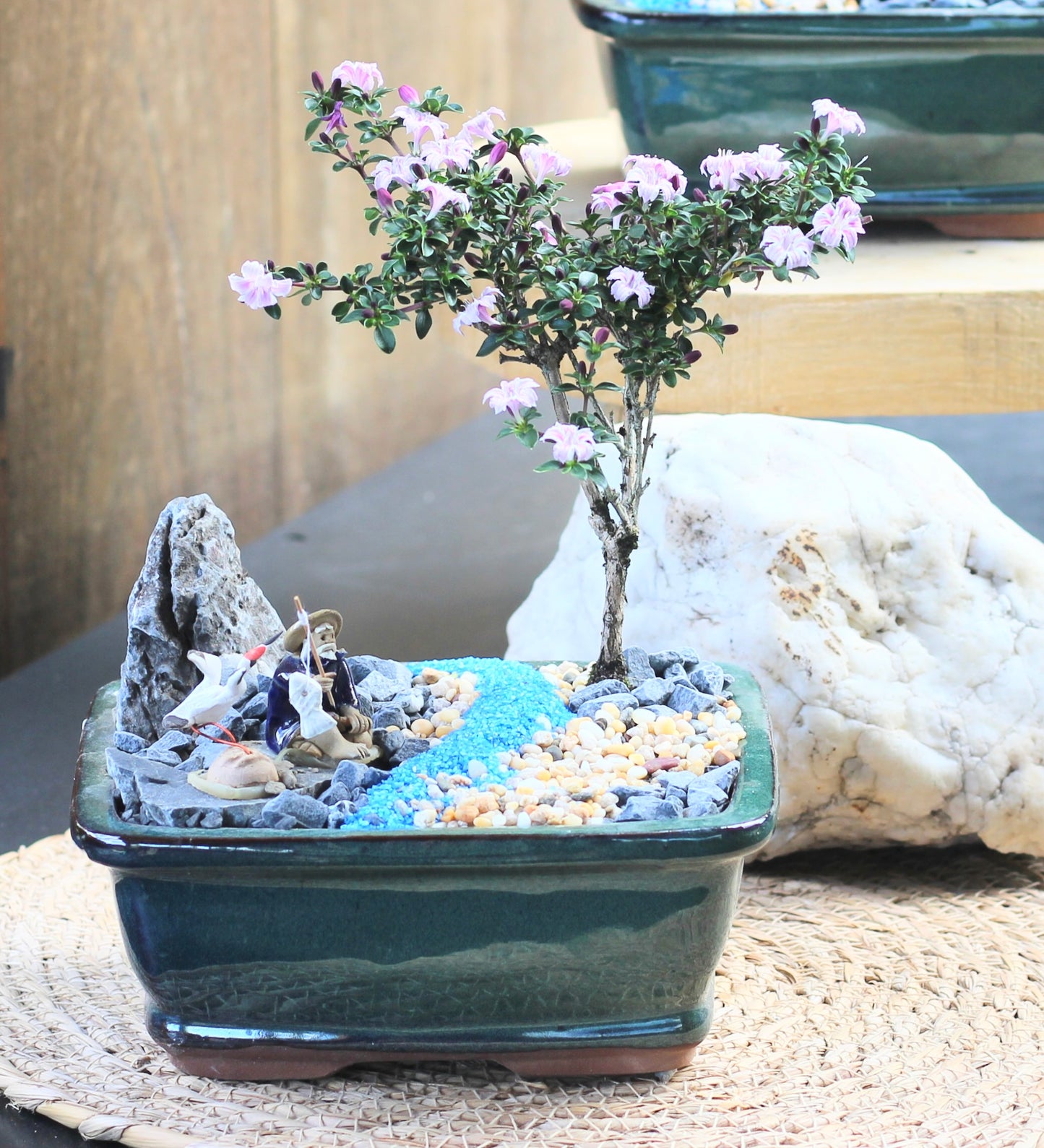 Bonsai - Pink Flowering Serissa - Fisherman Setting - 'Bernhard' - 15cm