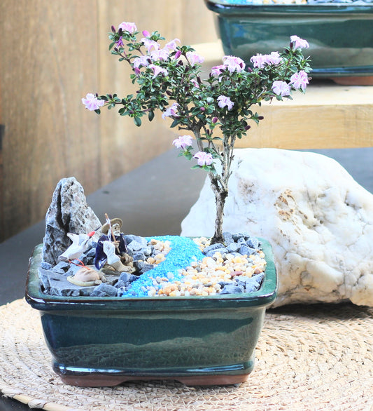Bonsai - Pink Flowering Serissa - Fisherman Setting - 'Bernhard' - 15cm