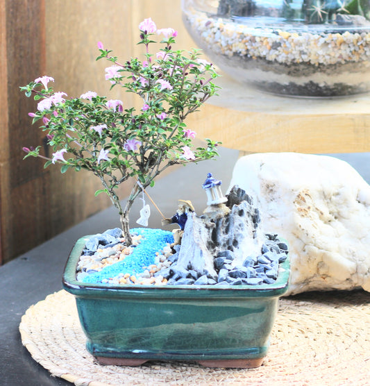 Bonsai - Pink Flowering Serissa - Fisherman Setting - 'Gus' - 15cm