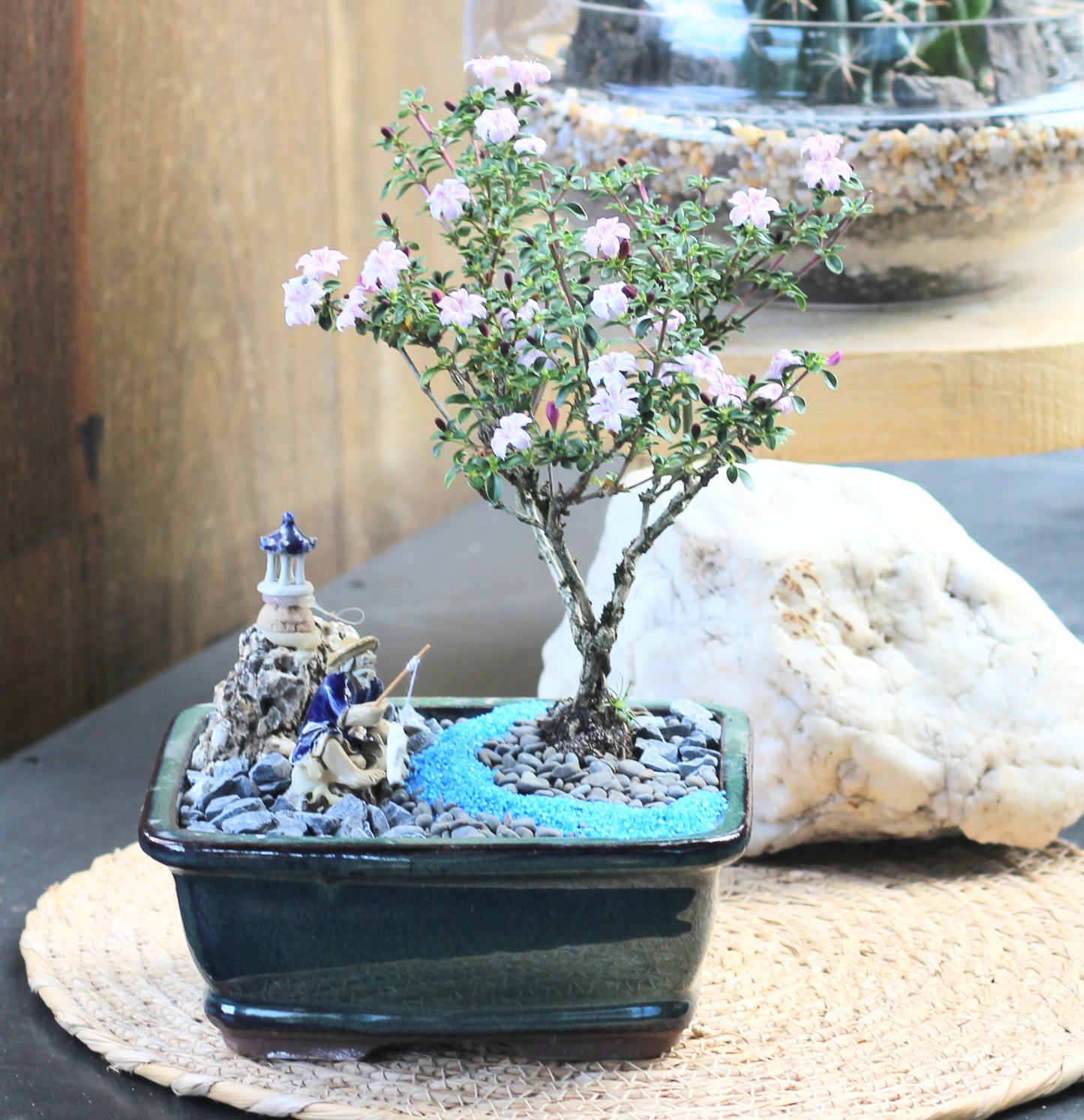 Bonsai - Pink Flowering Serissa - Fisherman Setting - 'Dave' - 15cm
