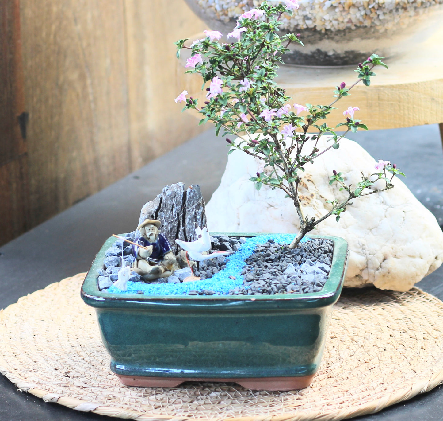 Bonsai - Pink Flowering Serissa - Fisherman Setting - 'Pauli' - 15cm