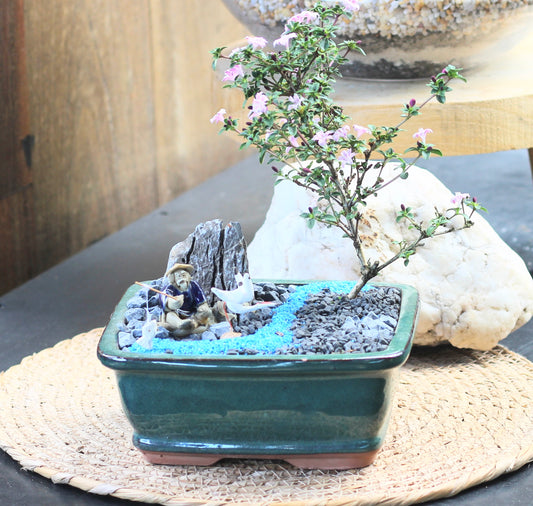 Bonsai - Pink Flowering Serissa - Fisherman Setting - 'Pauli' - 15cm