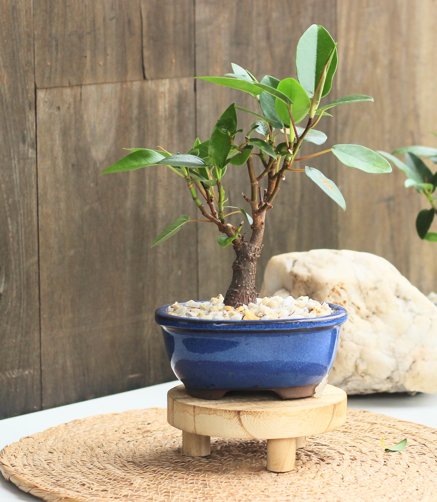 Bonsai - Port Jackson Fig - Annie - 19cm