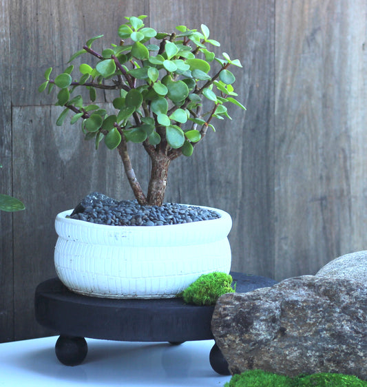 Timber Bonsai Stand - Poppyseed