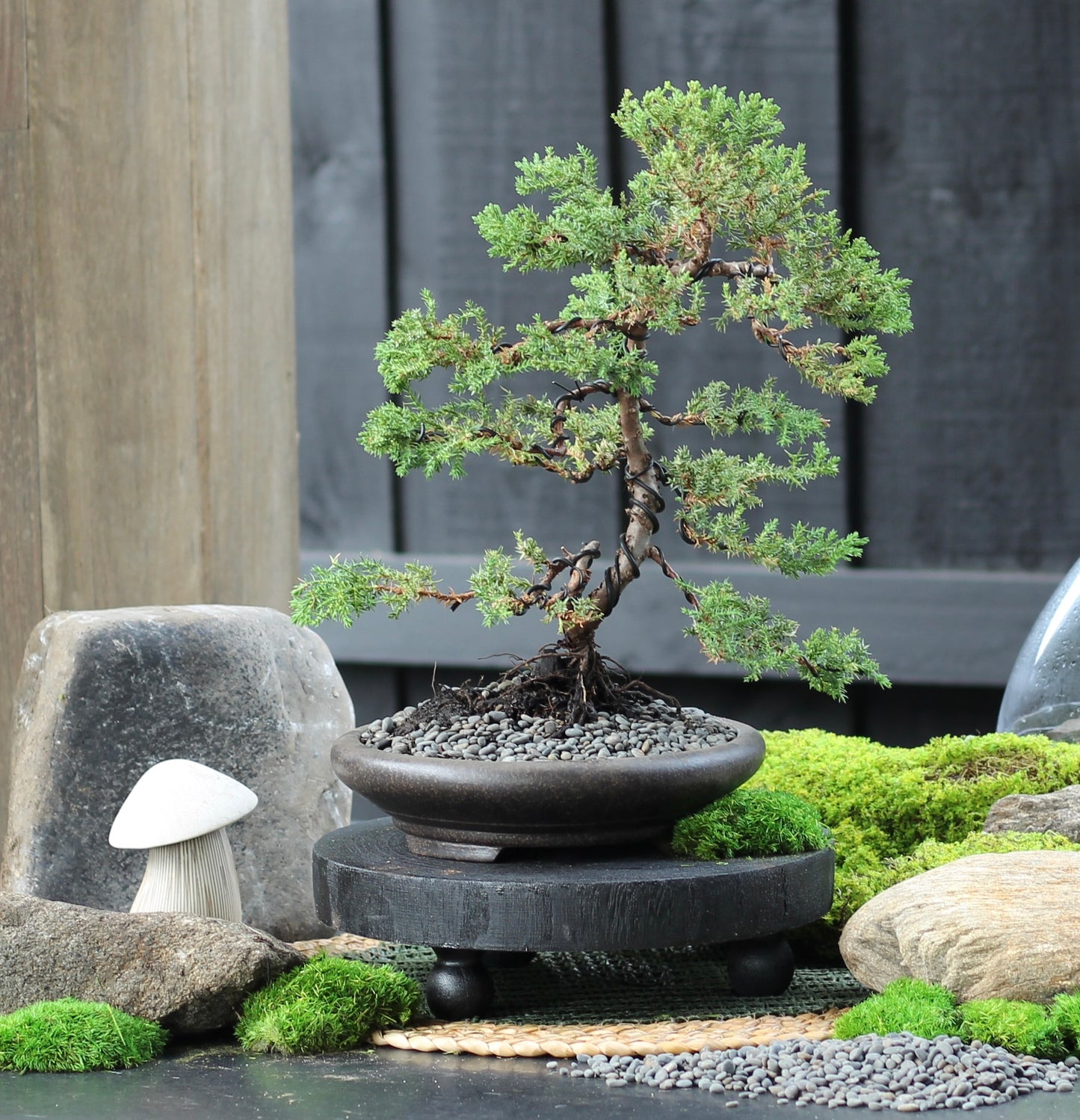 Bonsai - Juniper - Fran Fine - 38cm