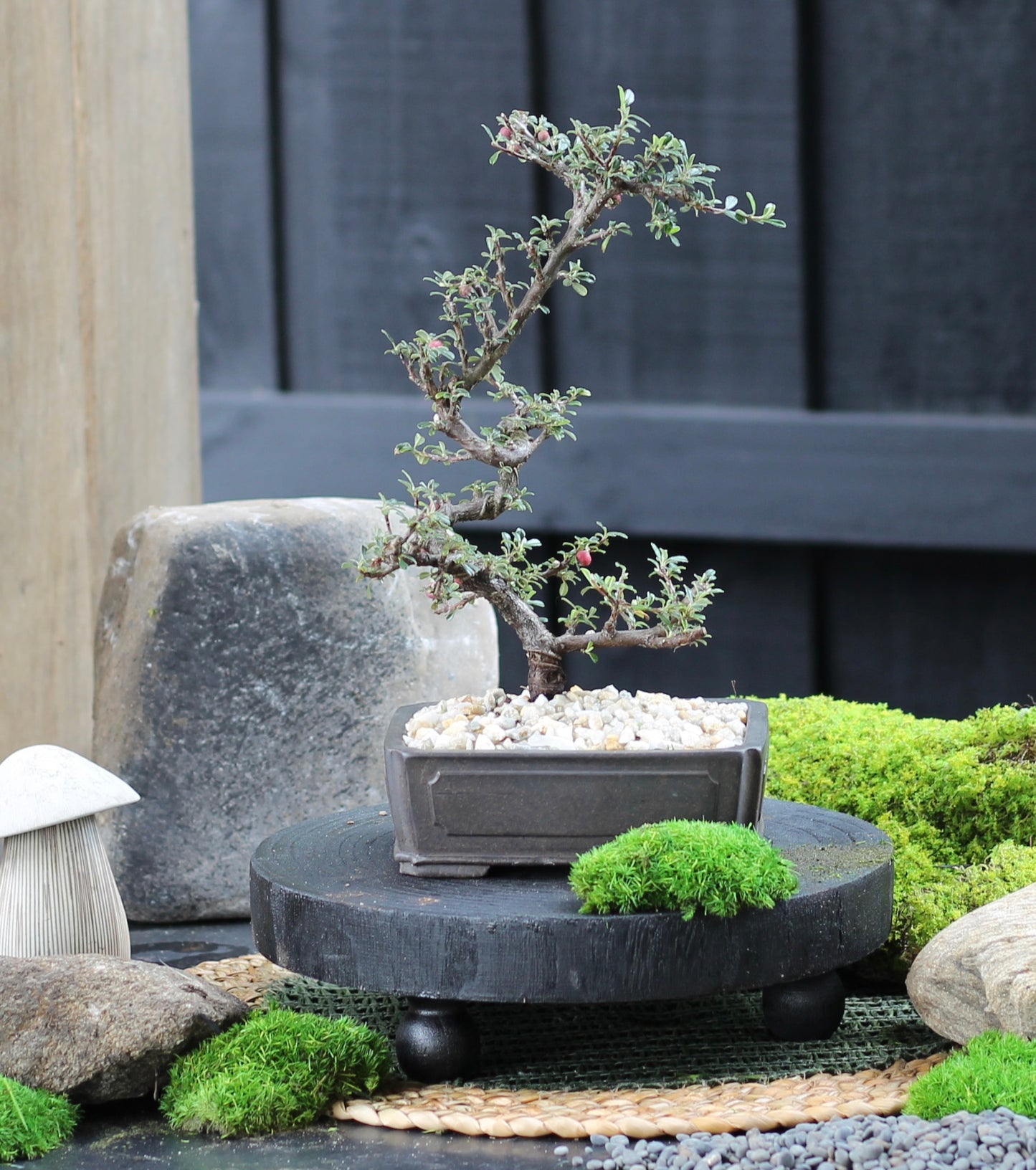 Bonsai - Flowering Cotoneaster - Violet - 28cm