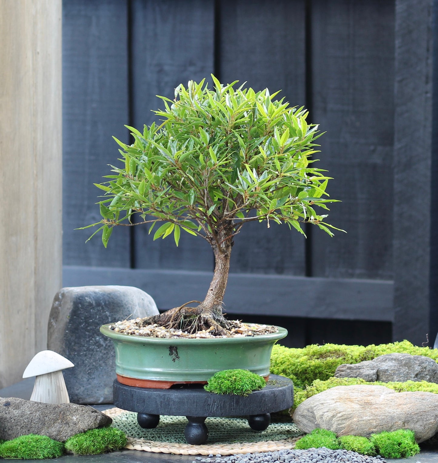 Bonsai - Little Ruby Fig - Penny - 35cm