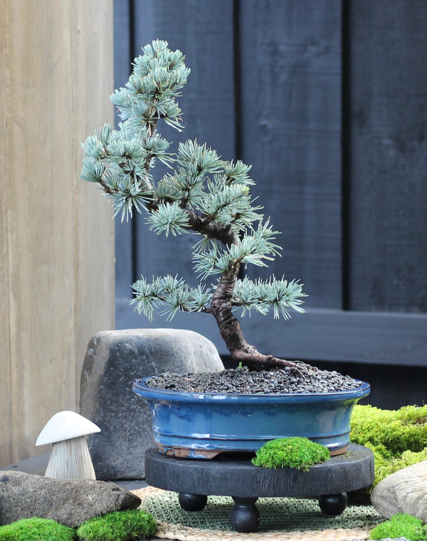 Bonsai - Blue Atlantic Cedar - Orlando - 48cm