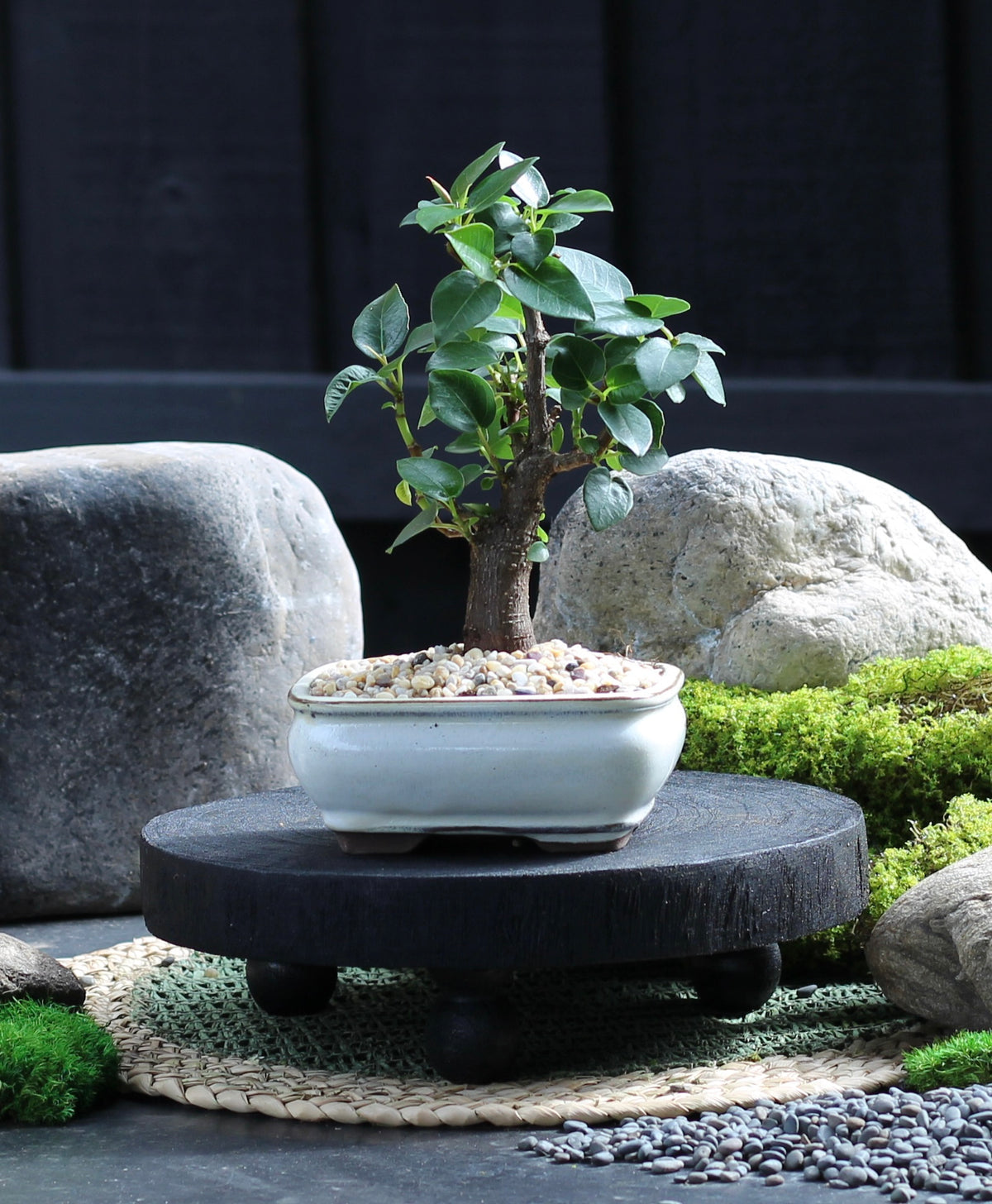 Bonsai - Port Jackson Fig - Remi - 23cm