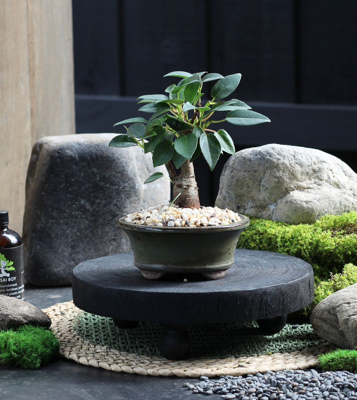 Bonsai - Port Jackson Fig - Reggie - 19cm