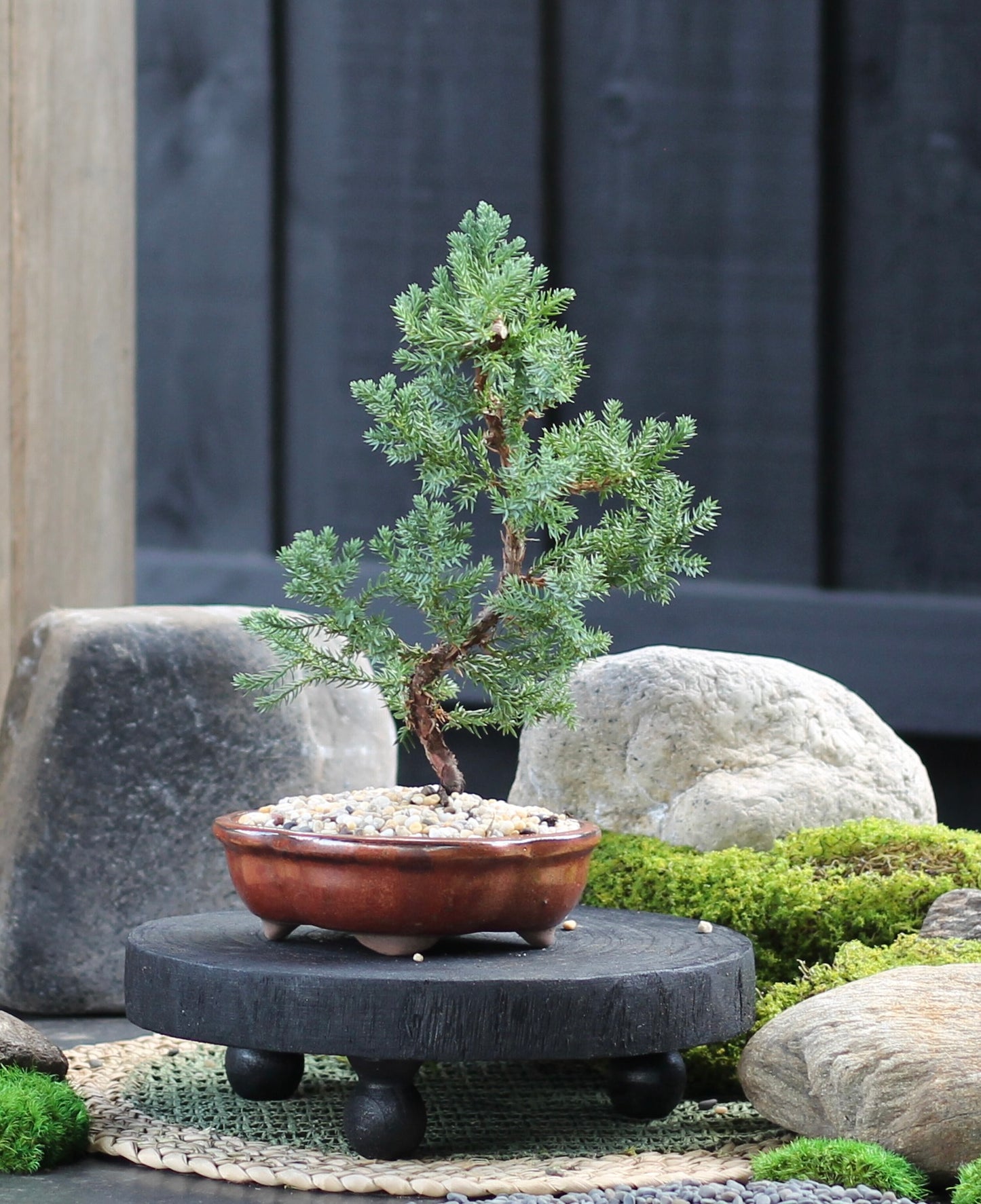 Bonsai - Juniper - Valarie - 32cm
