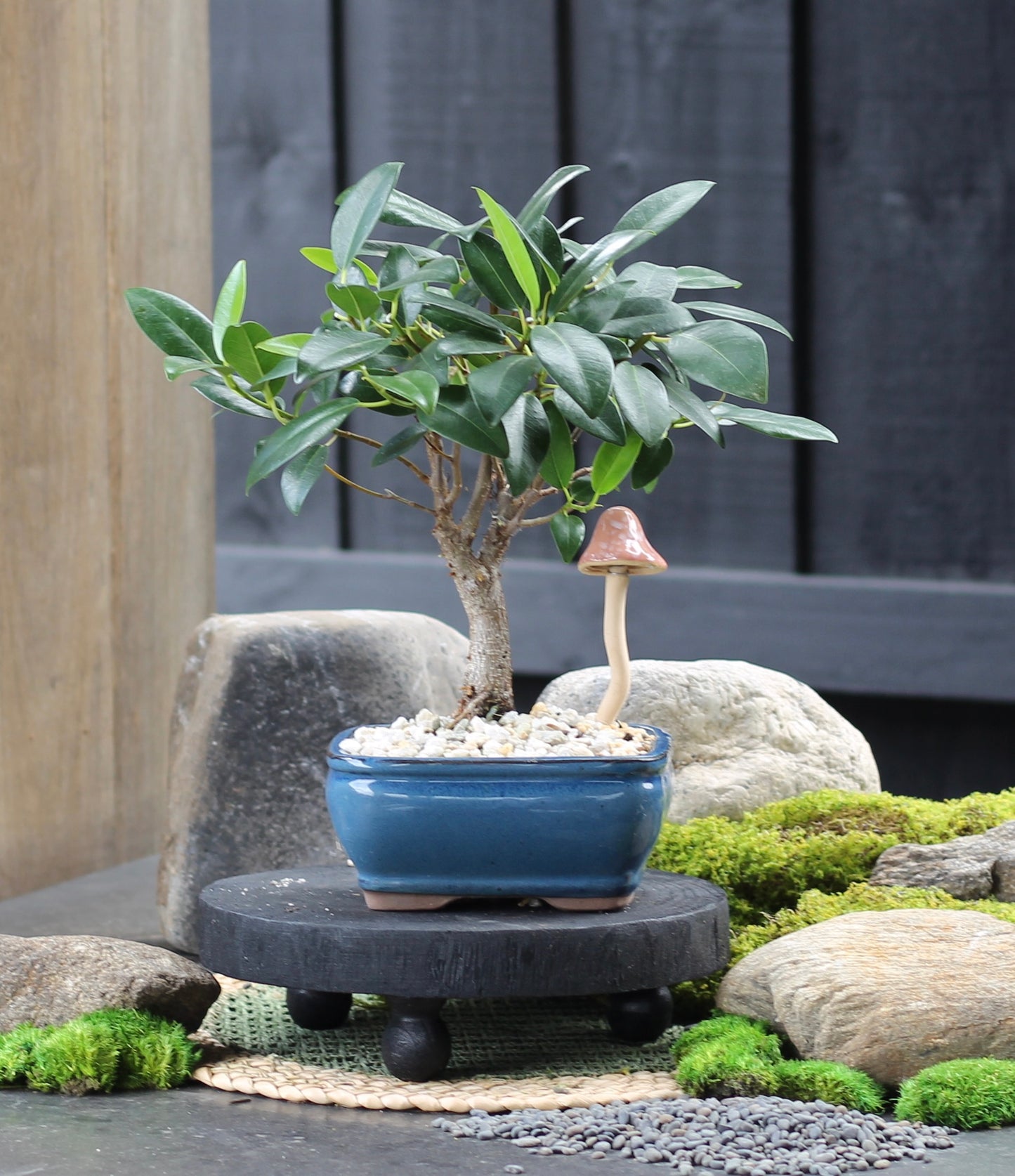 Bonsai - Port Jackson Fig - Anne - 30cm
