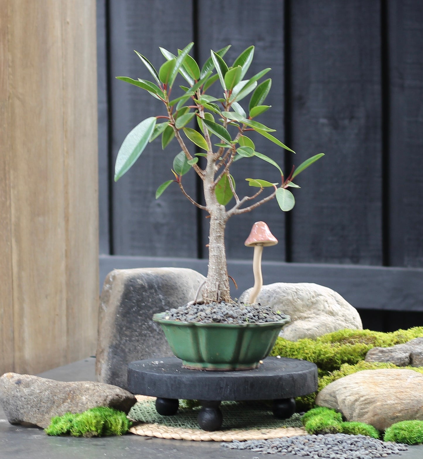 Bonsai - Port Jackson Fig - Harry - 40cm