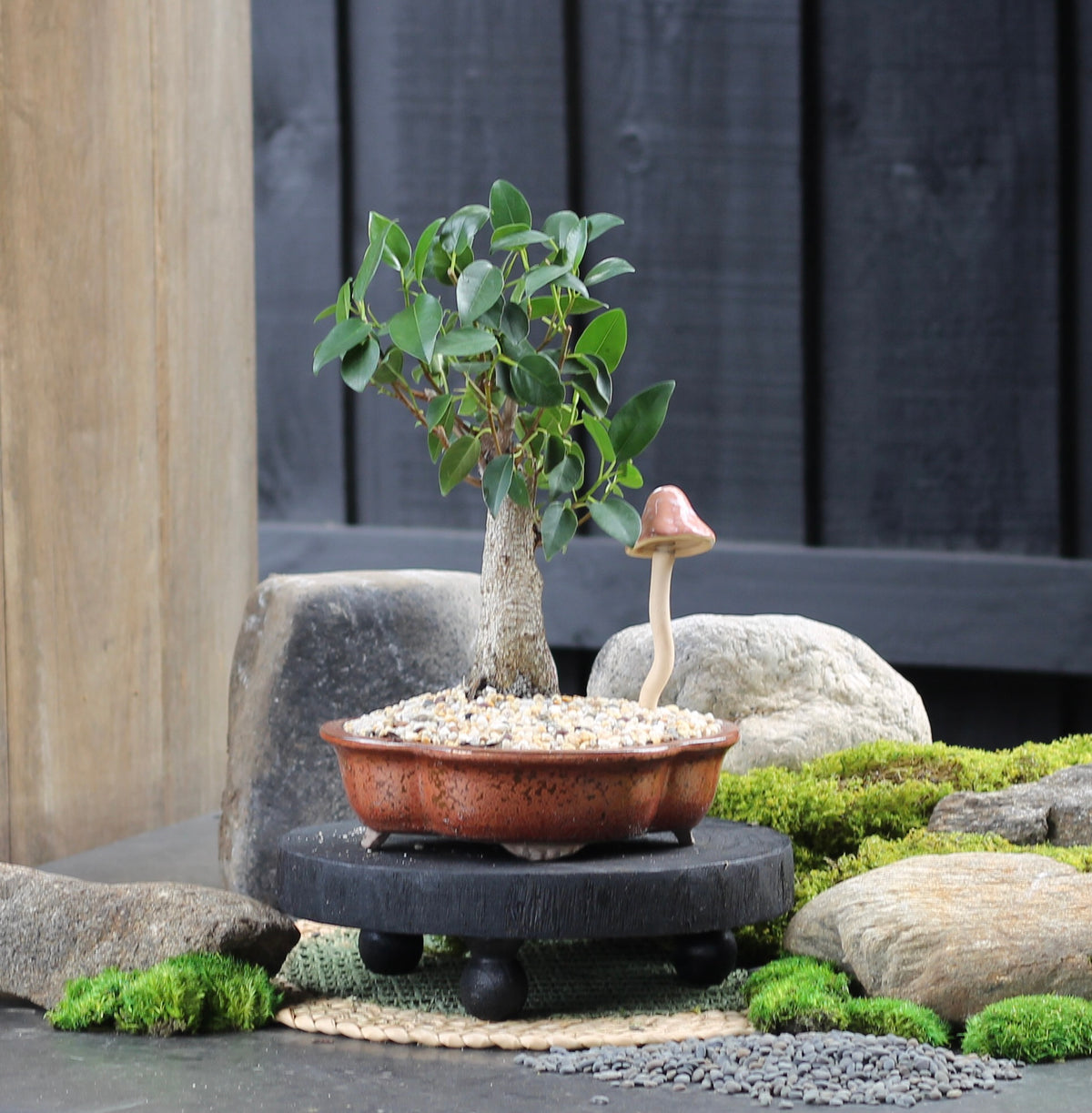 Bonsai - Port Jackson Fig - Ed - 40cm