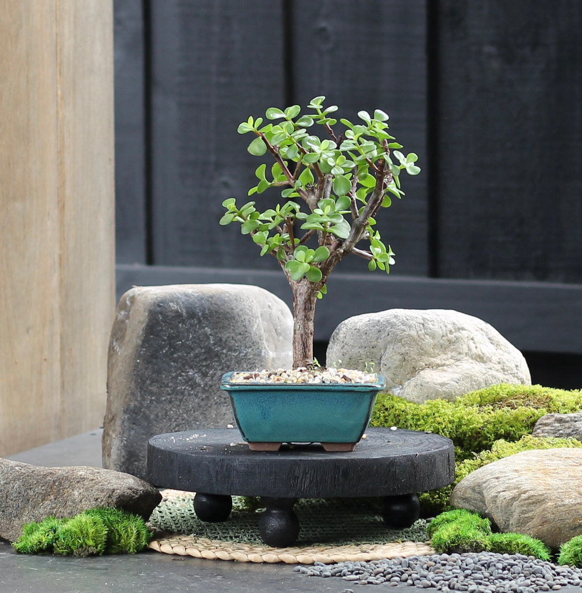 Bonsai - Dwarf Crassula Ovata - Cam - 27cm
