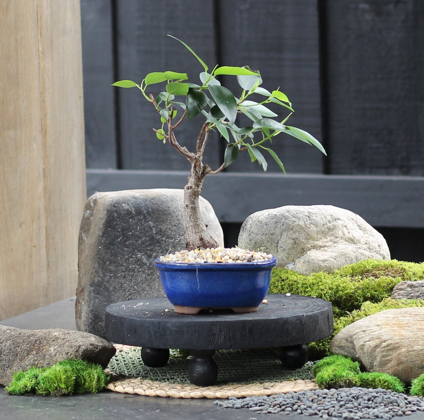 Bonsai - Port Jackson Fig - Megan - 23cm