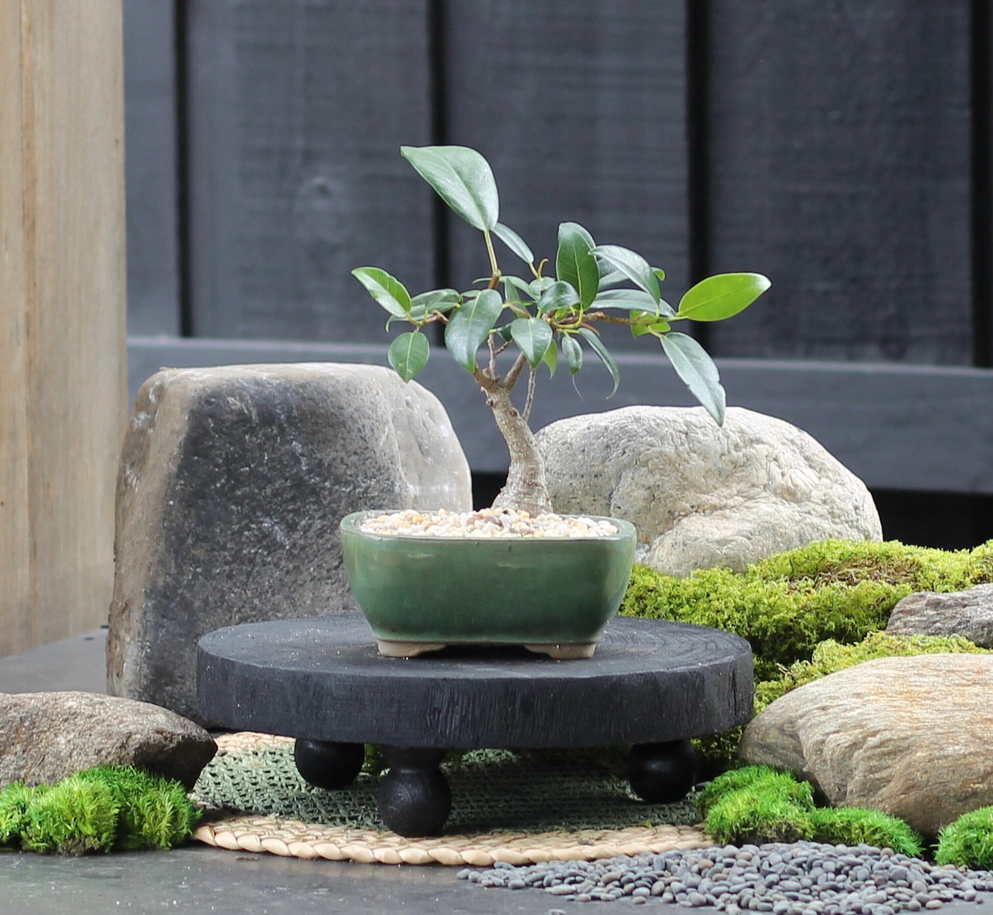 Bonsai - Port Jackson Fig - Jake - 23cm