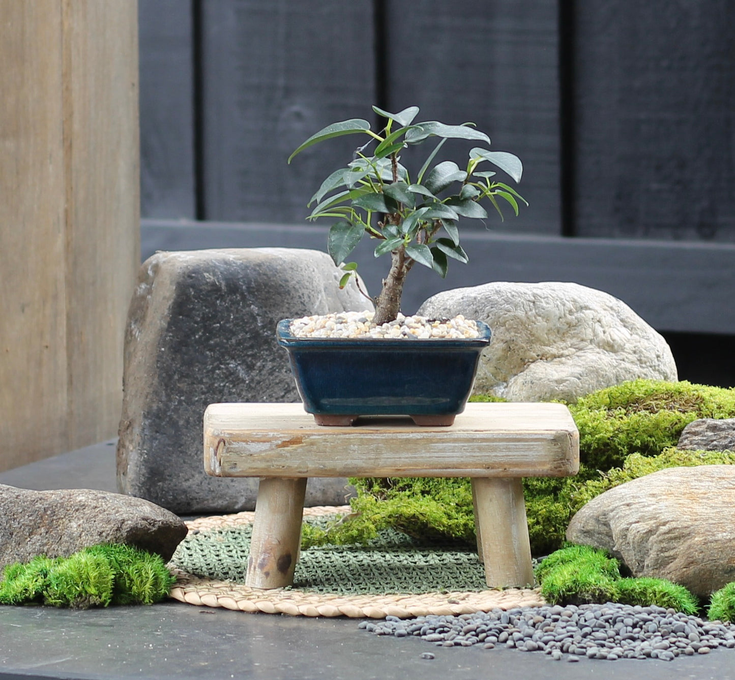 Bonsai - Port Jackson Fig - Barry - 23cm