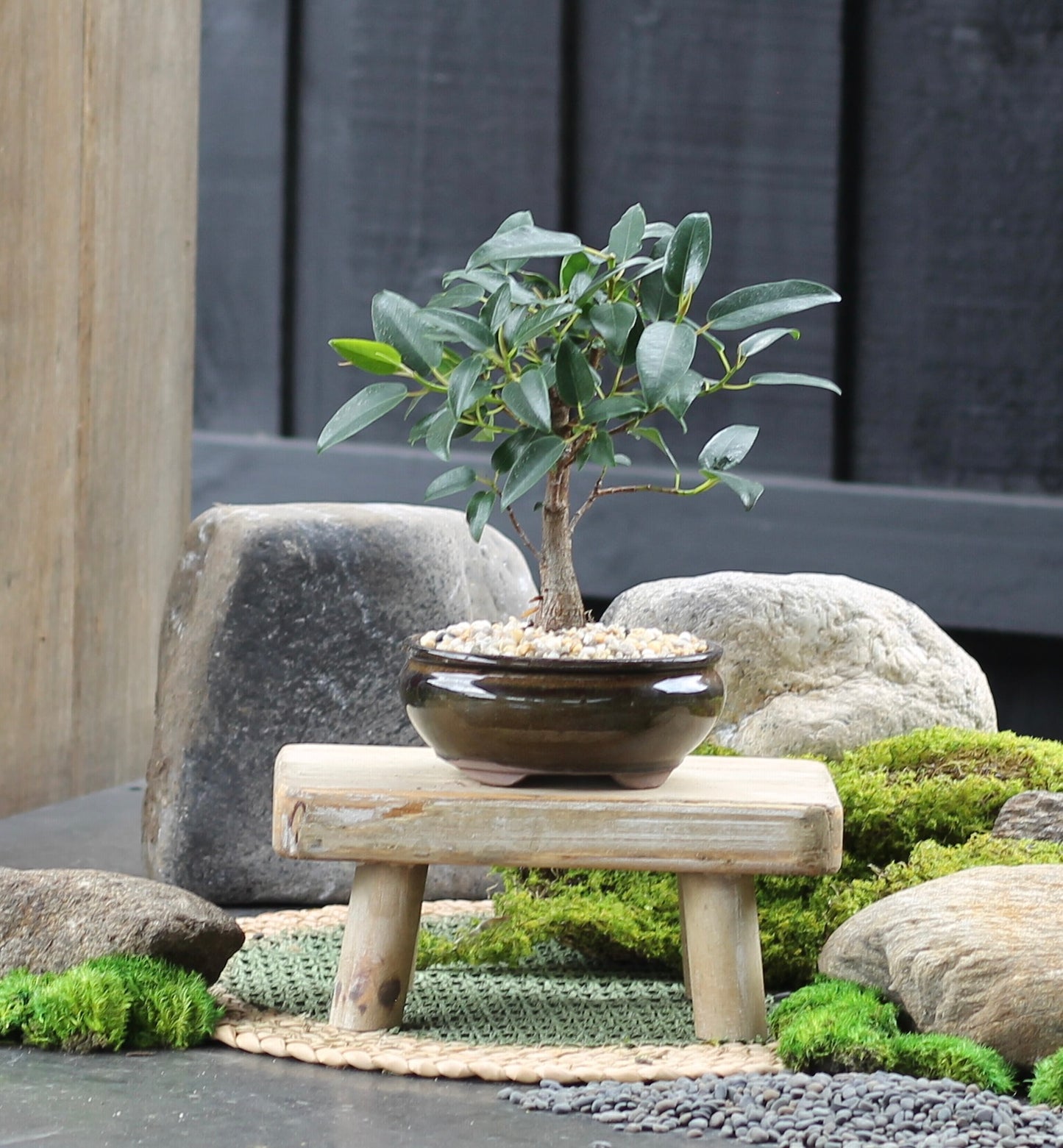 Bonsai - Port Jackson Fig - Tilly - 23cm
