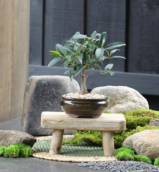 Bonsai - Port Jackson Fig - Tilly - 23cm