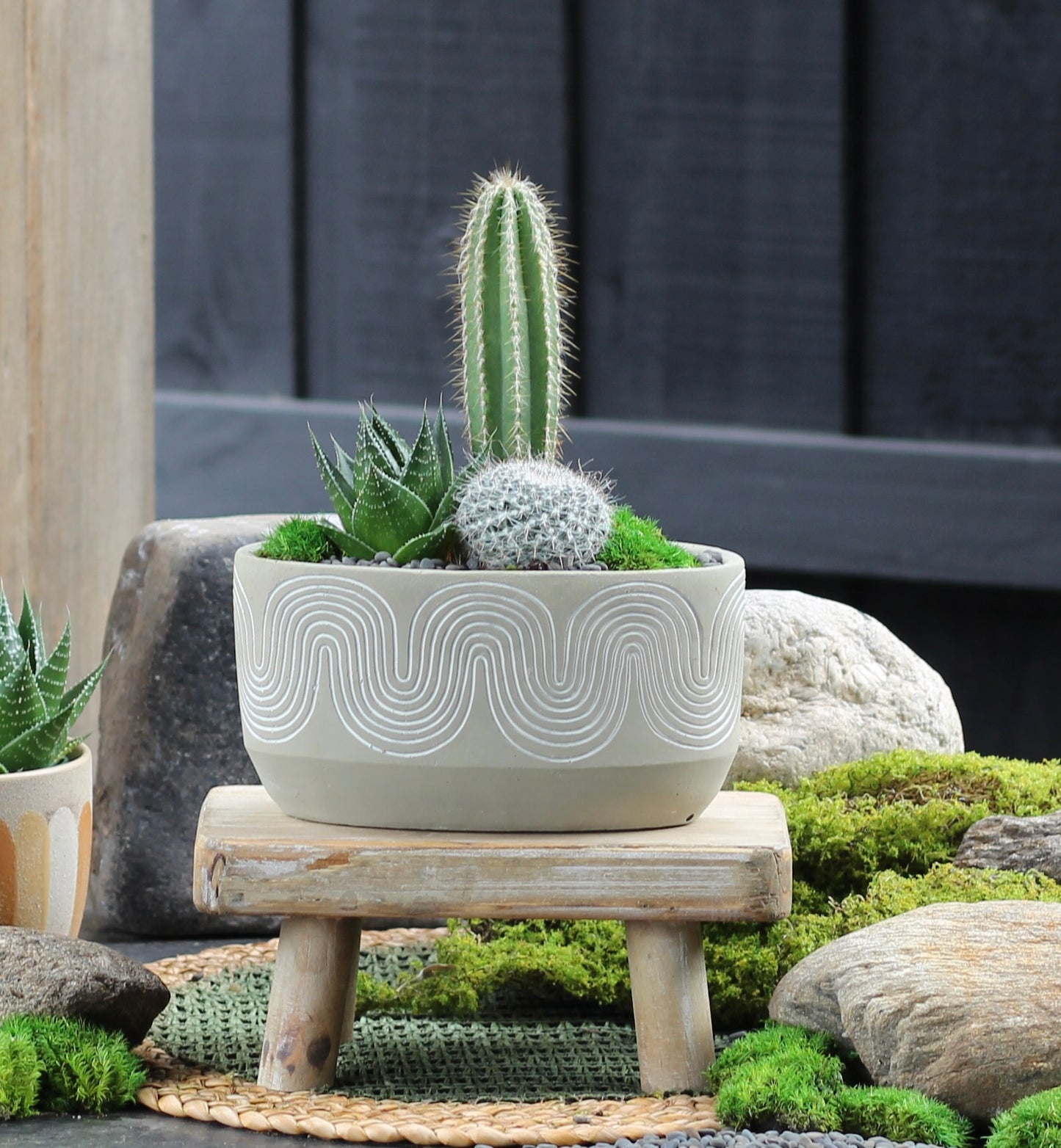 Cactus Dish