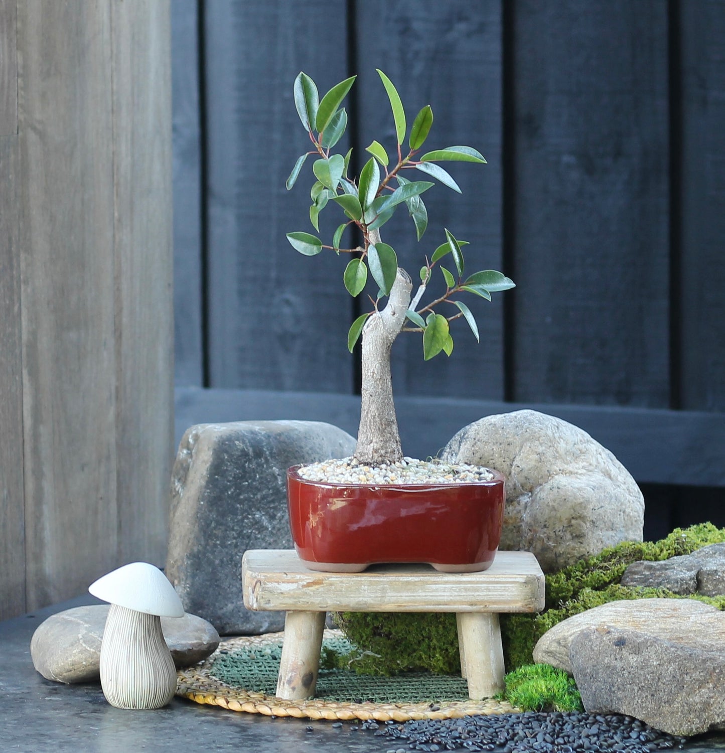 Bonsai - Port Jackson Fig - Justin - 37cm