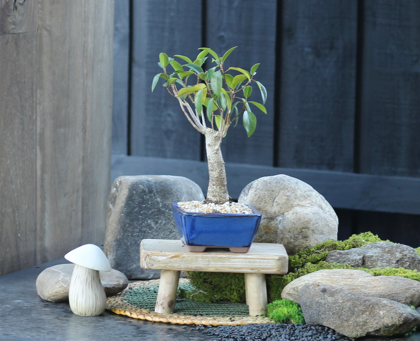 Bonsai - Port Jackson Fig - Nemo - 36cm