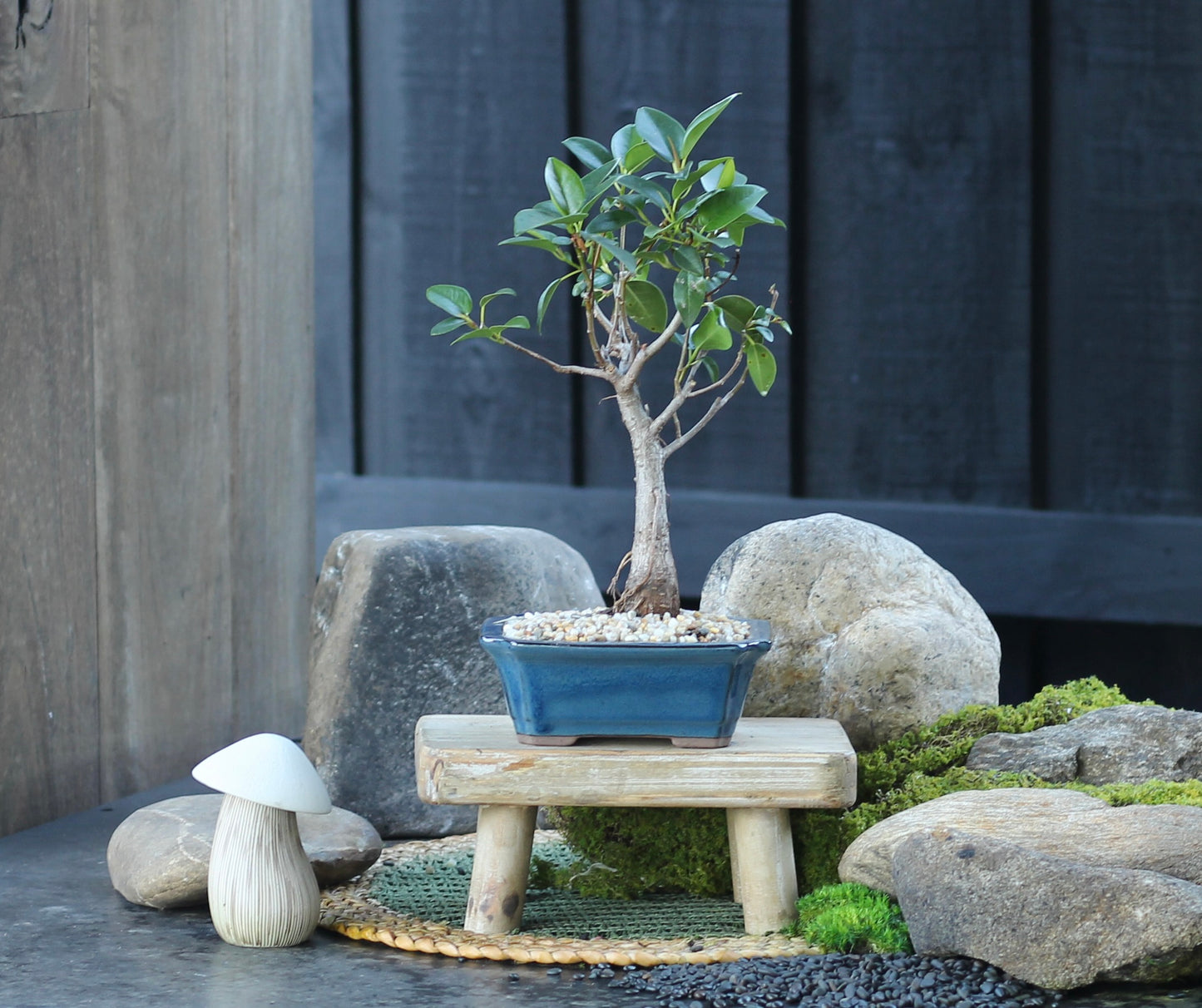 Bonsai - Port Jackson Fig - Peppa - 37cm