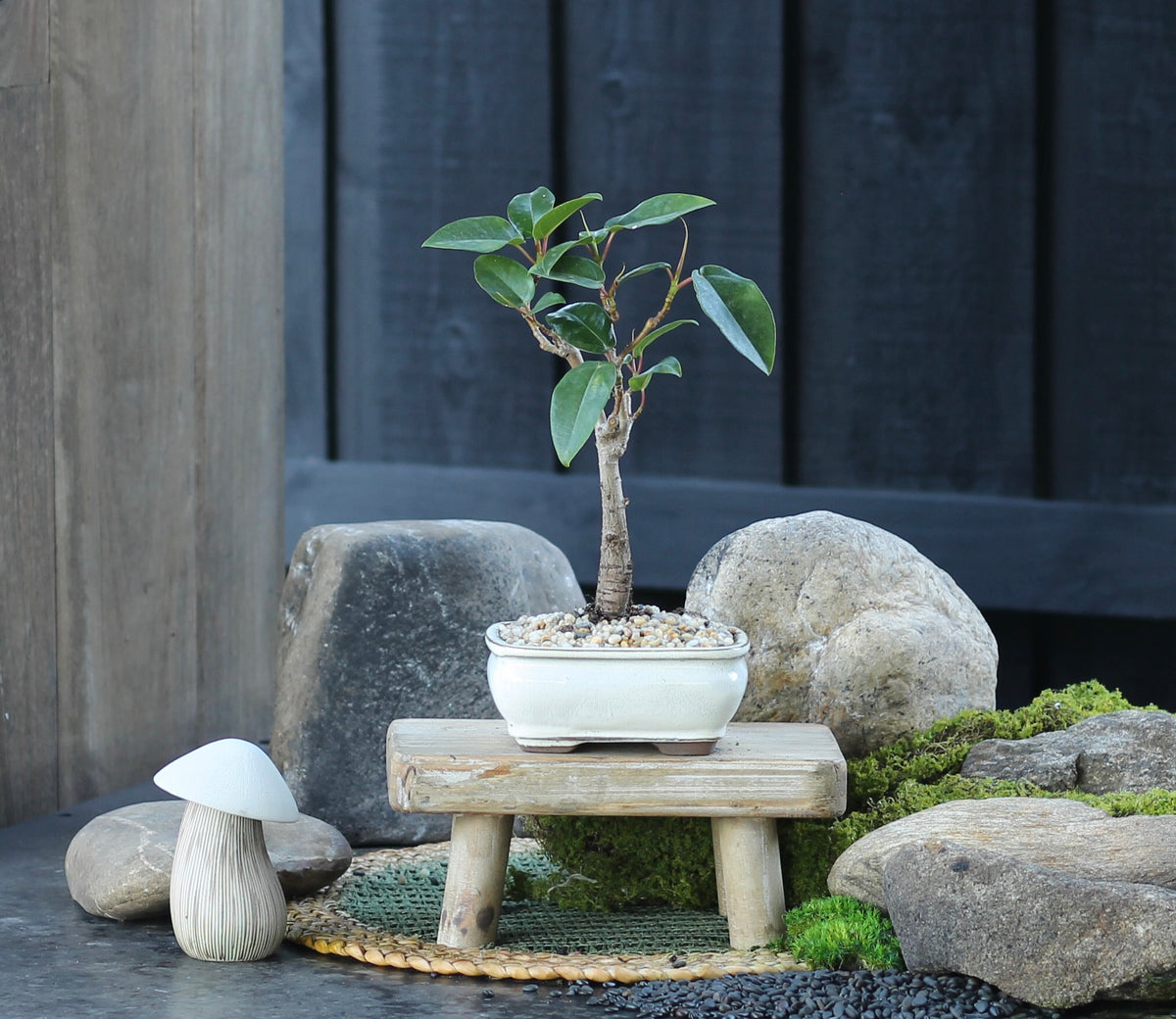 Bonsai - Port Jackson Fig - Lara - 23cm