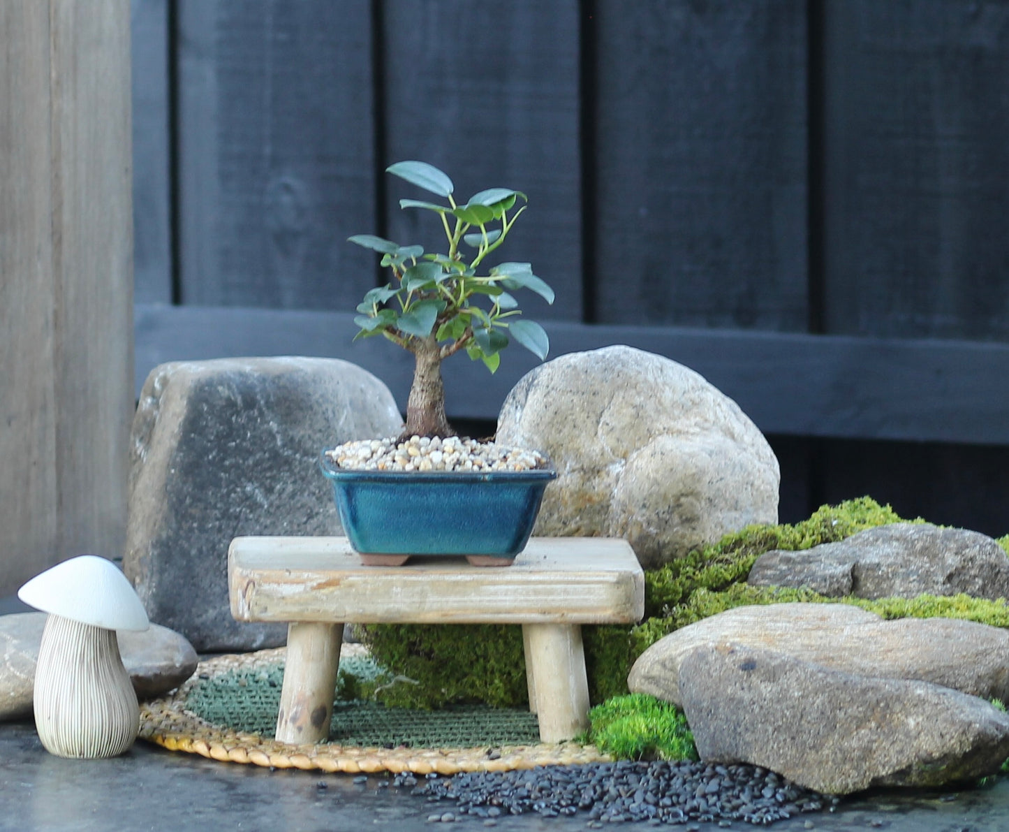 Bonsai - Port Jackson Fig - Cath - 23cm